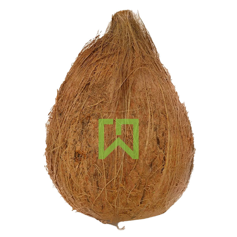 Coconut 1 Pcs